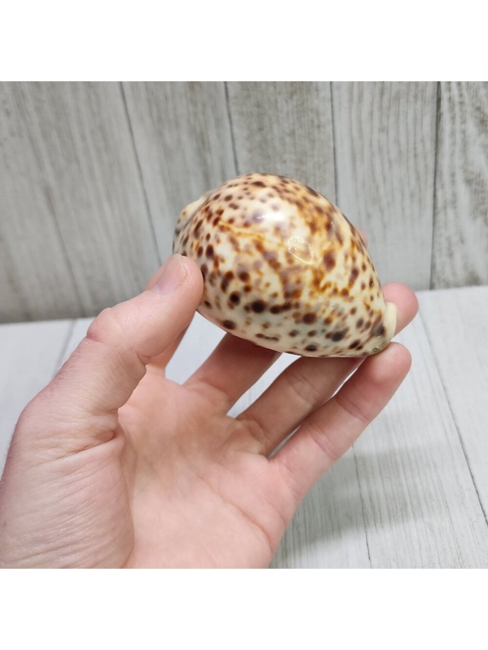 Vintage Cypraea Tigris Tiger Cowrie Sea Shells Snail 3'' Collectibles